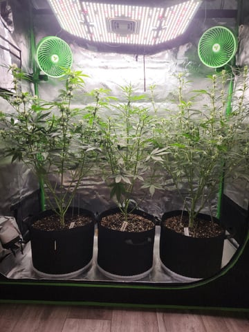 Winter Garden — flower, day 44