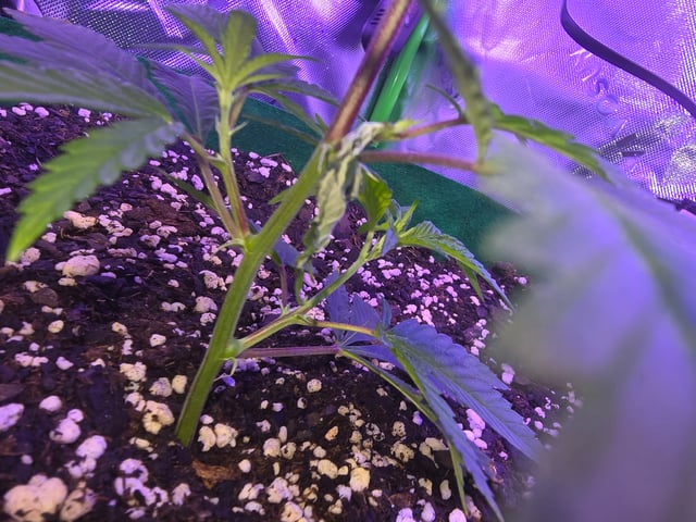 FIRST GROW — vegetative, day 12