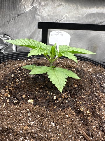 White Russian — vegetative, day 15
