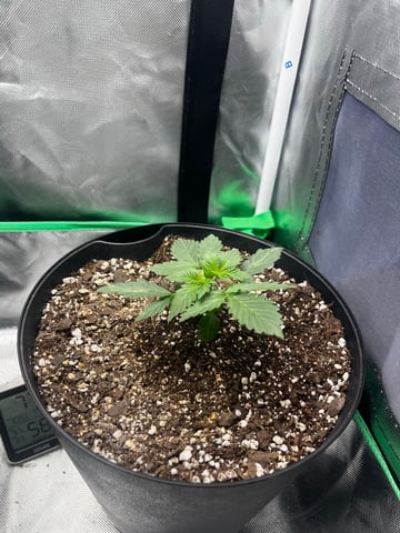 Northern lights Auto — grow_setup, day 2