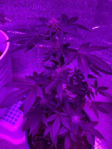 Quick One — flower, day 16