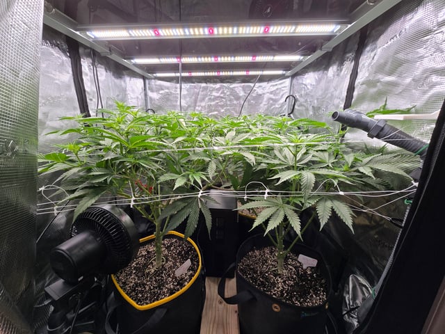 Grow #2 — flower, day 19