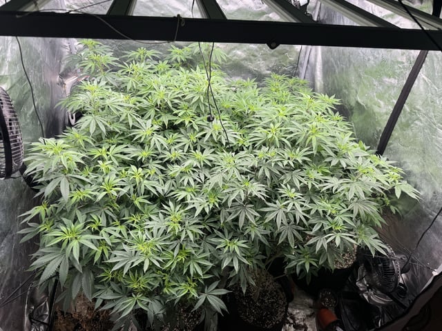 7 Strains 14 Plants  — flower, day 102