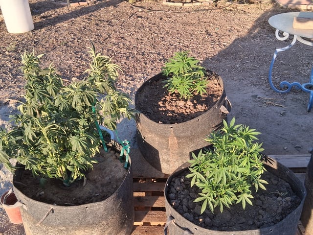 2026 Grow — vegetative, day 60