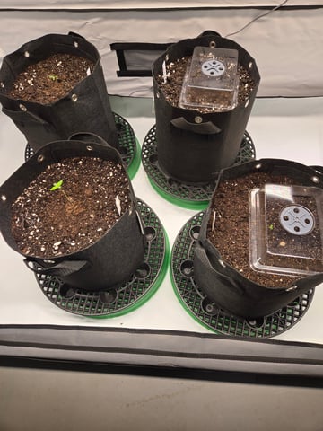 2nd Grow 3x5 tent — seedling_rooting, day 4
