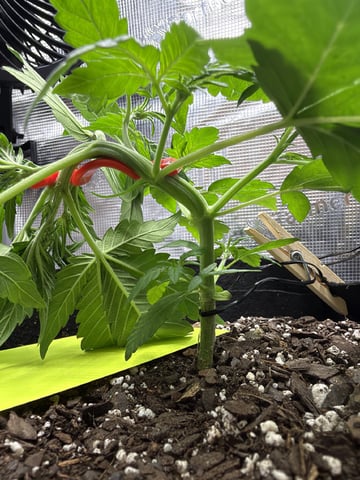 Gorilla Cookies 2nd Try — vegetative, day 32