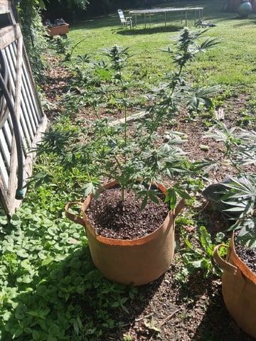 First Indoor Grow  — flower, day 79