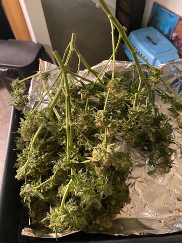 Amnesia Haze (First Ever Grow) — harvest, day 137