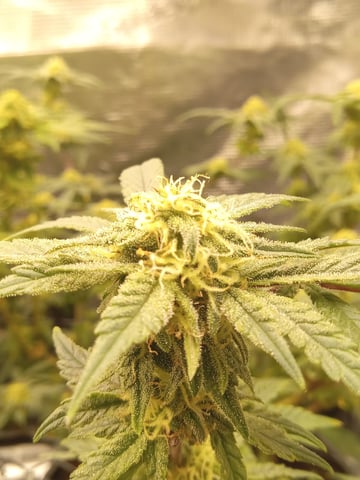 Blueberry critical kush x purple peyote wifi  and one L.a kush cake . — vegetative, day 26