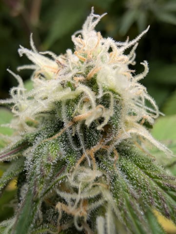 Acapulco Gold  — flower, day 92