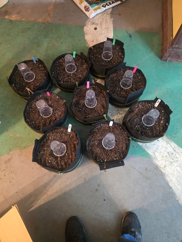 Autos AGAIN — germination, day 2