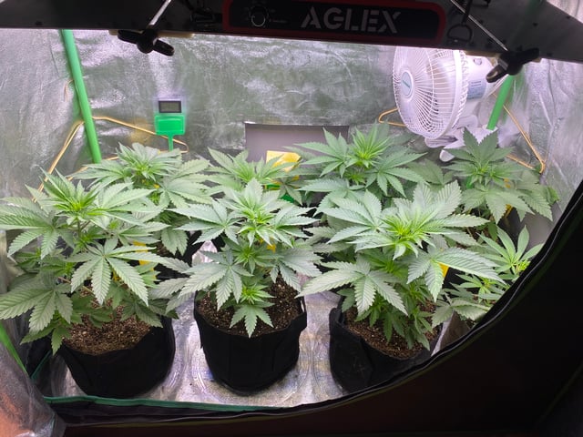 The White X Run Away Bride #3 — vegetative, day 37