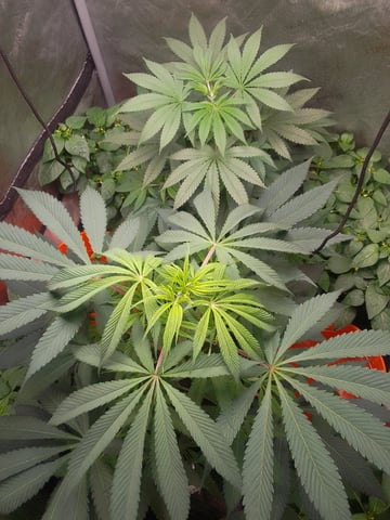 blue dream bag seed — vegetative, day 43