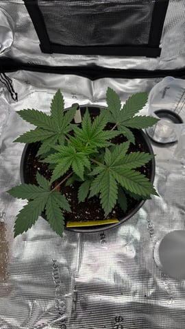 #1 momo (purple punch) — vegetative, day 21