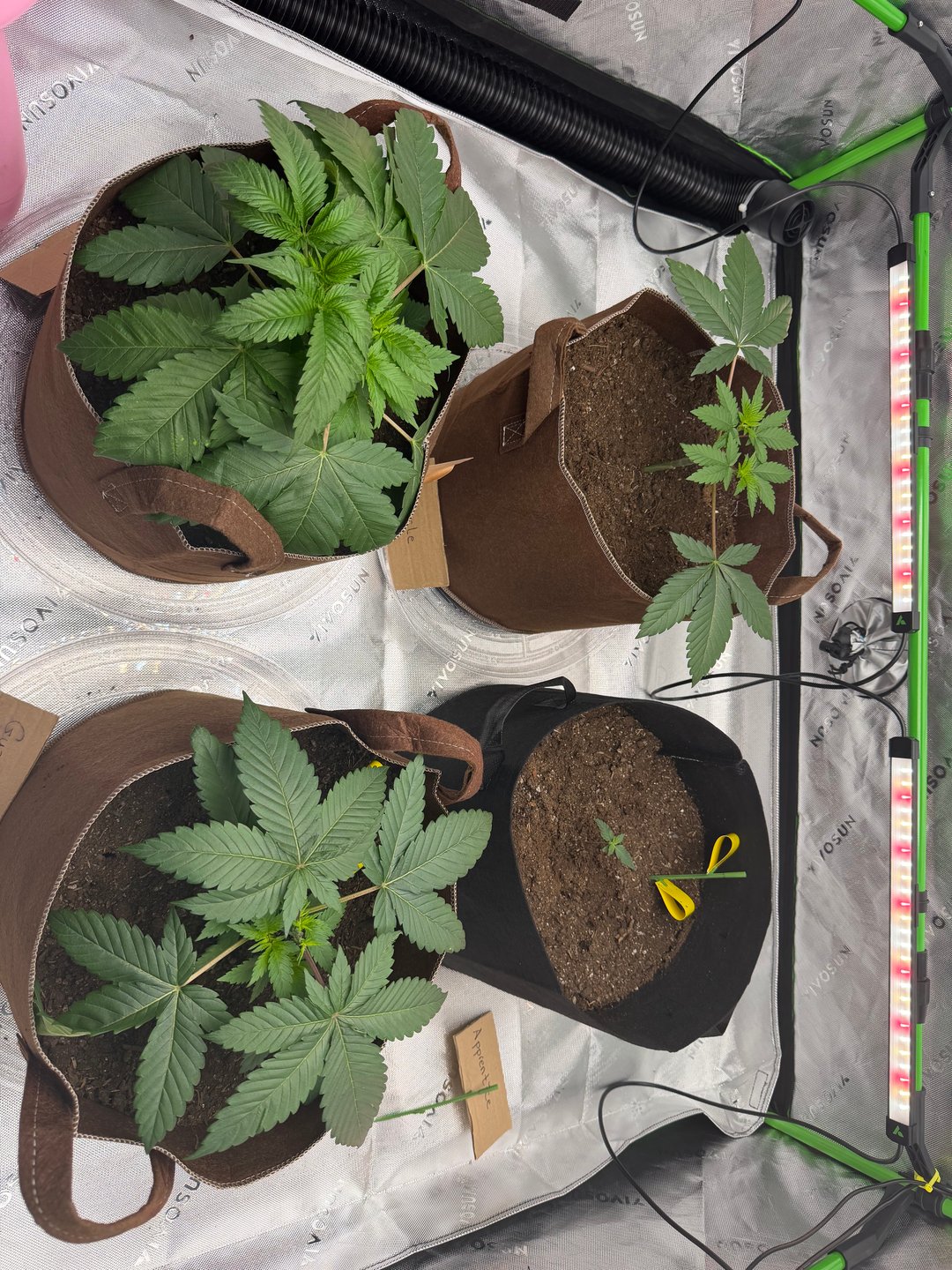 First Grow – Learning Every Day
