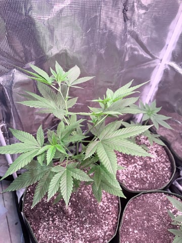 CANDYLAND — vegetative, day 56