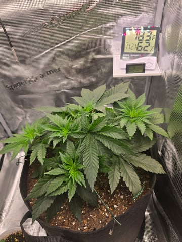 Northern lights #10 (Alaska) — vegetative, day 24
