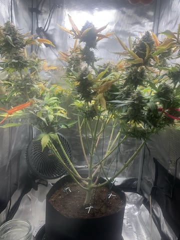 Blackberry Moonrocks (First Grow)