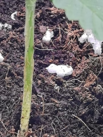 First grow in first set up — seedling_rooting, day 31