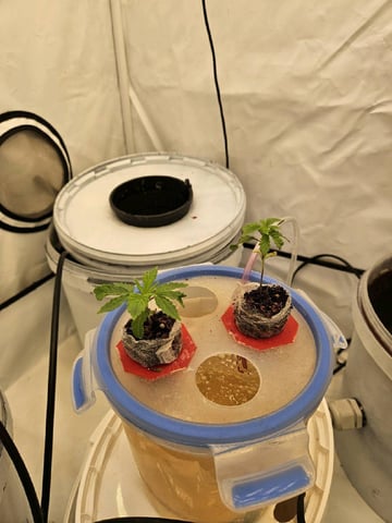 PITA — seedling_rooting, day 20