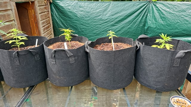 round 2 — vegetative, day 42