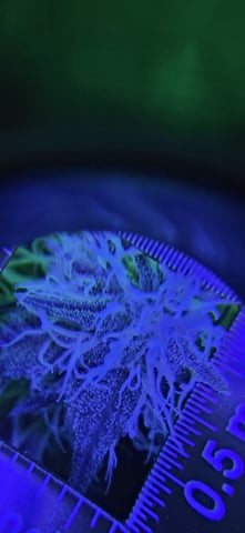 Ace Killer OG — flower, day 81