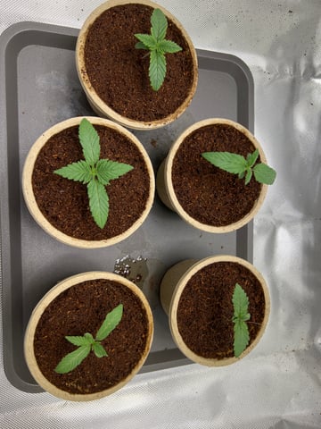 Lemon Power Haze — vegetative, day 11