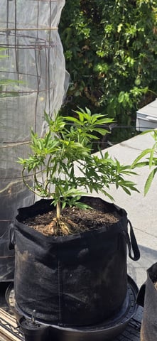 CzechsMex 2.0 — vegetative, day 161
