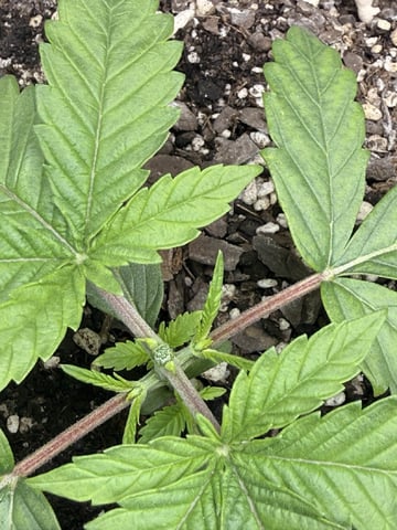 BloodMoon Gelato — vegetative, day 20