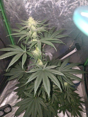 my grow — flower, day 28