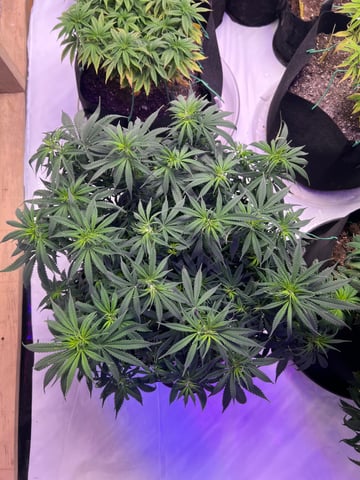 Indoor Grow  — flower, day 41