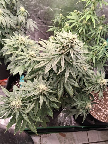 Lemon Cherry Cookies, Purple Haze and Strawberry Gorilla Grows — flower, day 74