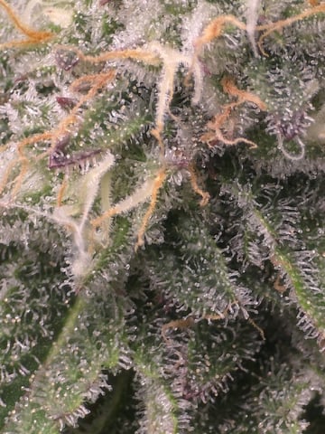 Dirty Bird - Thousand Island Fem & Platinum Kush Breath Remix x Grape Cakehead Fem Photo  — flower, day 91