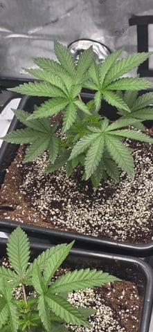 Lime Rian. — vegetative, day 30