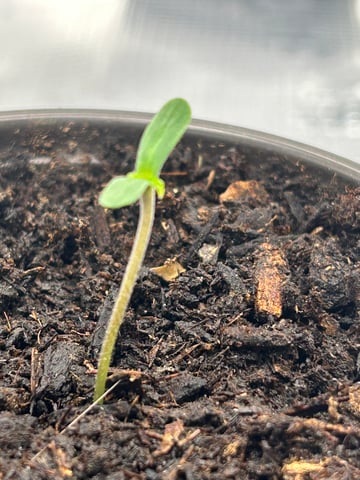 2025-26 harvest INDOOR — seedling_rooting, day 34