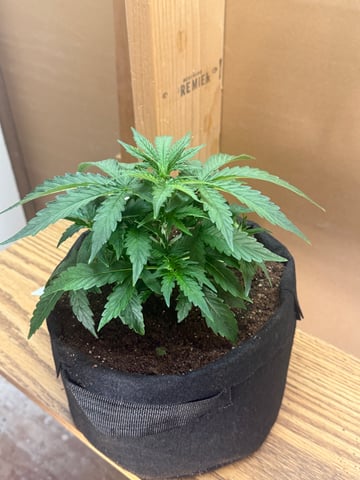 Indoor — vegetative, day 25