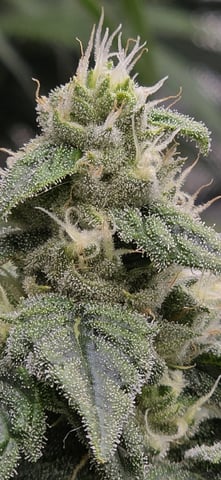 strawberry guava bx — flower, day 9