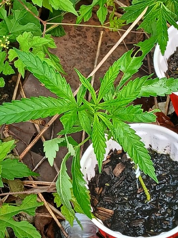 Gas#1? — vegetative, day 4