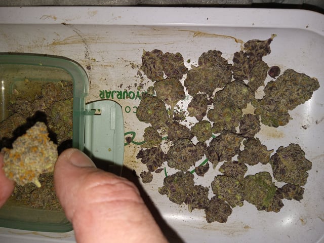 critical purple kush x peyote wifi  in the auto pot system tray 2 grow with added microhazian to the coco coir  — flower, day 81