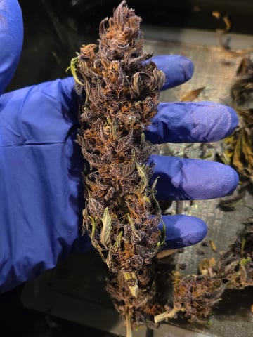 second grow — harvest, day 75