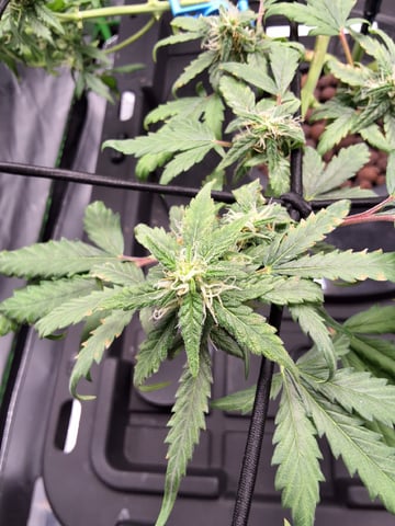 STELLA — flower, day 80