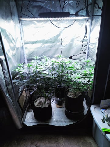 First run with Athena nutrients 3rd grow total