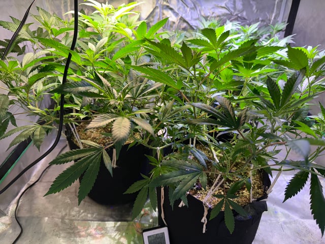 Green Gelato — flower, day 53