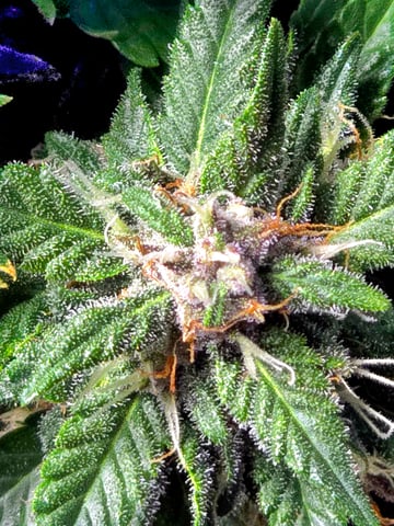 Fast Buds - Purp Lemonade — flower, day 50