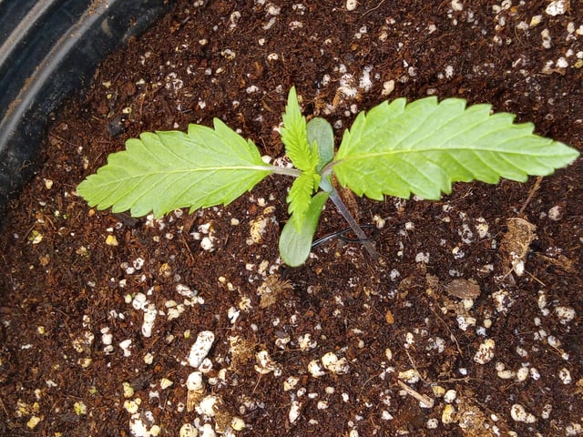 critical purple kush x peyote wifi  in the auto pot system tray 2 grow with added microhazian to the coco coir  — seedling_rooting, day 12