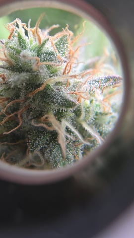 ethos genetics  — flower, day 105