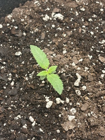 Blackberry Kush — seedling_rooting, day 2