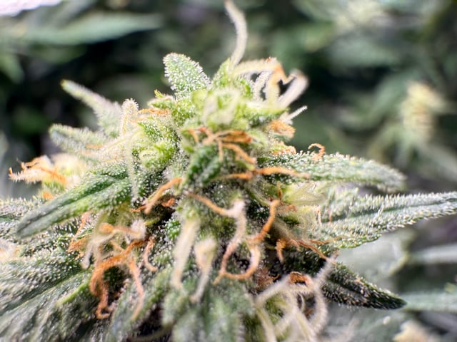 Green Gelato — flower, day 83