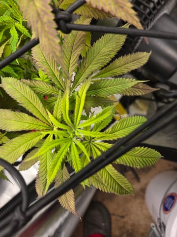 First Grow — vegetative, day 46