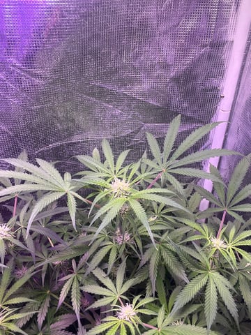 Milky Way F1 — flower, day 50